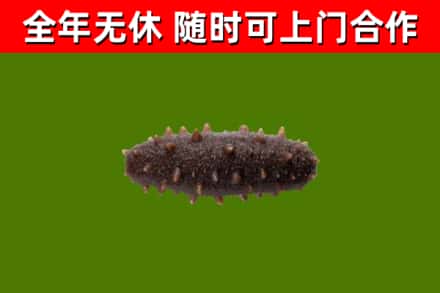 耀州回收海参干